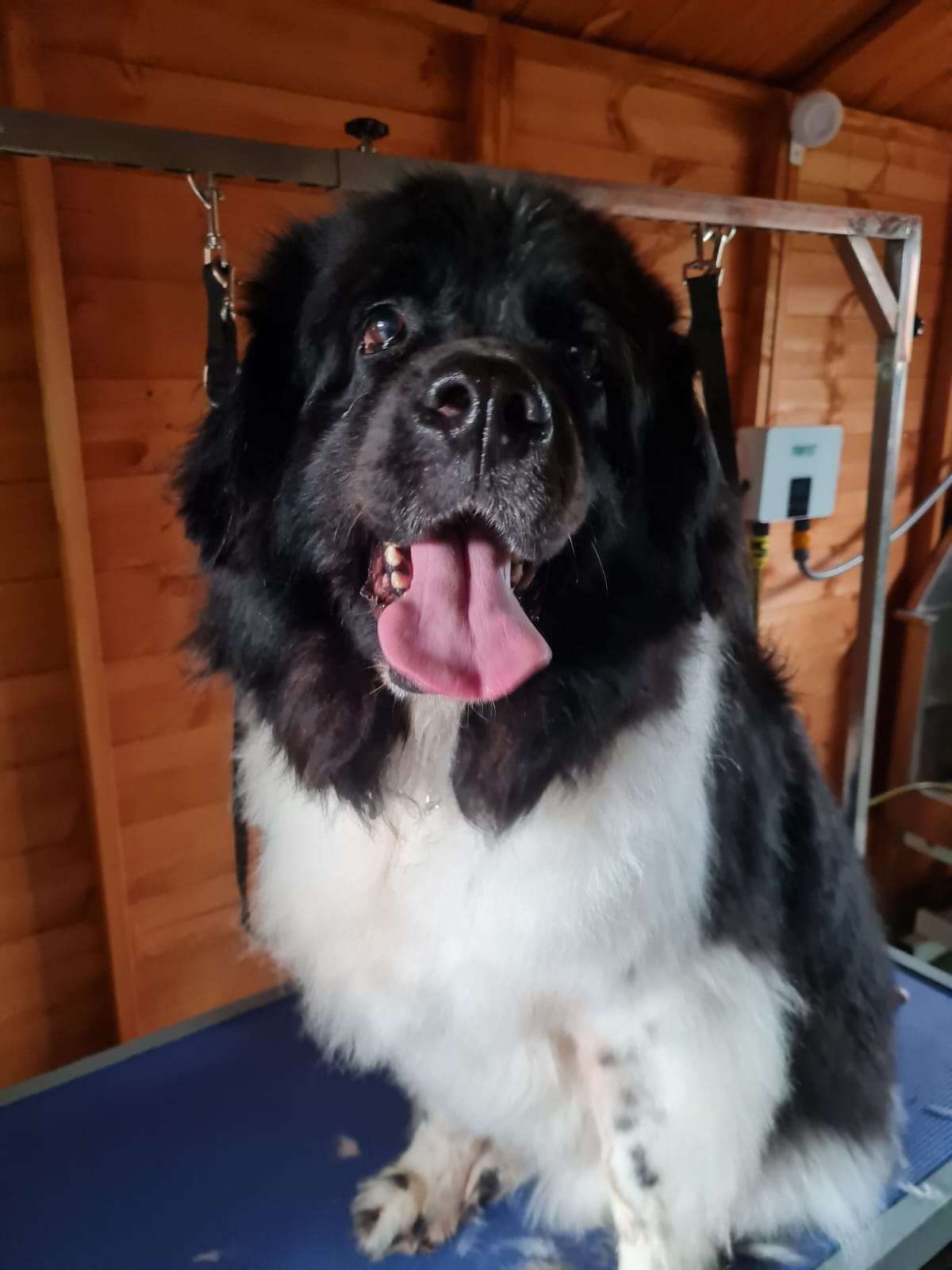 Happy dog after grooming