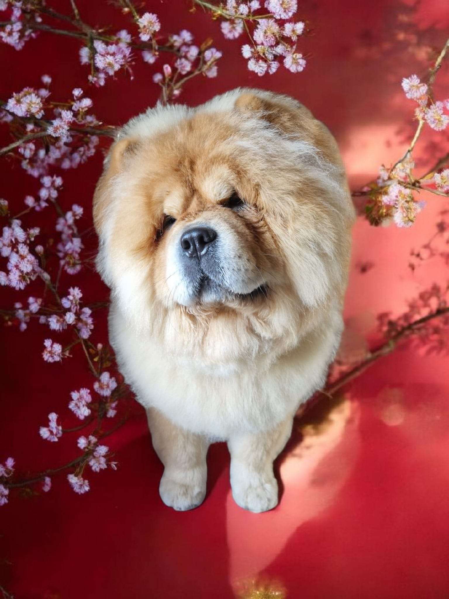Our grooming team